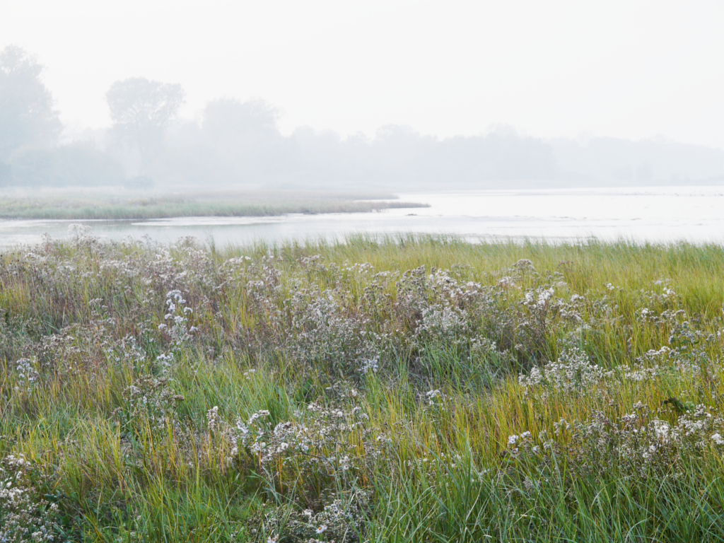 Schilfgürtel und Blumenwiese am Ufer der Wohlenberger Wiek im Morgennebel.