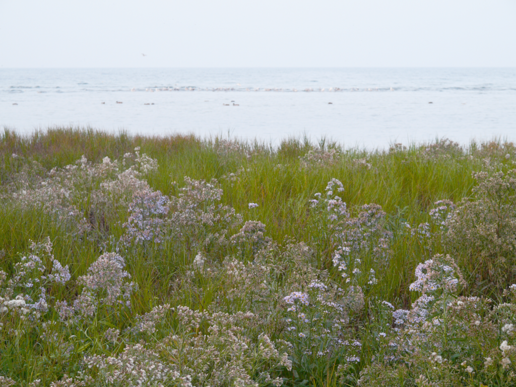 Schilfgürtel und Blumenwiese am Ufer der Wohlenberger Wiek im Morgennebel.