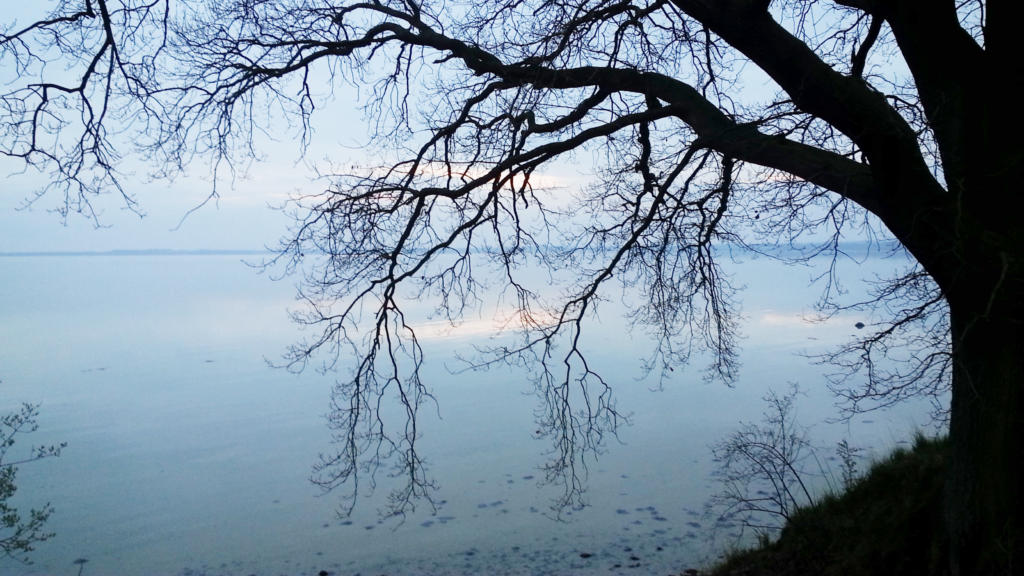 Blick von der Steilküste durch kahle Äste auf die ruhige Ostsee.